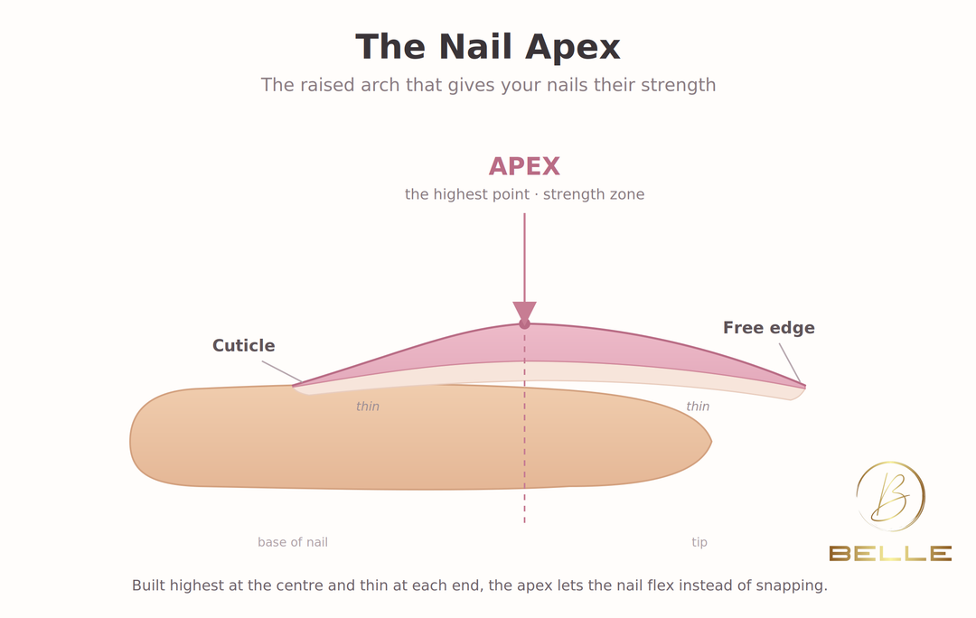 Side view of a nail showing the apex — the raised arch at the centre for strength.