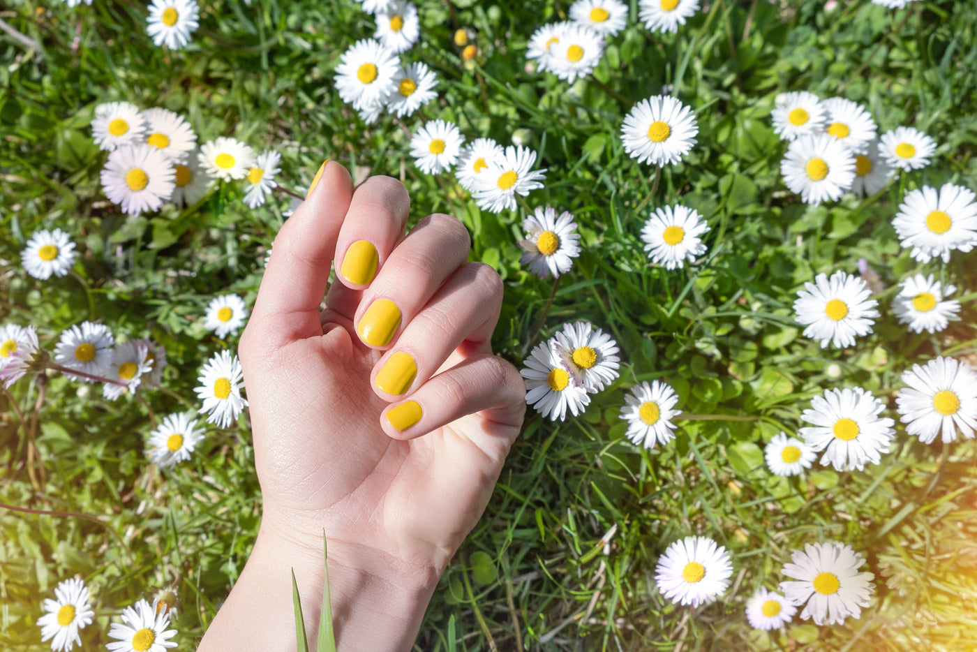 Yellow nails with a spring background with grass and daisies 